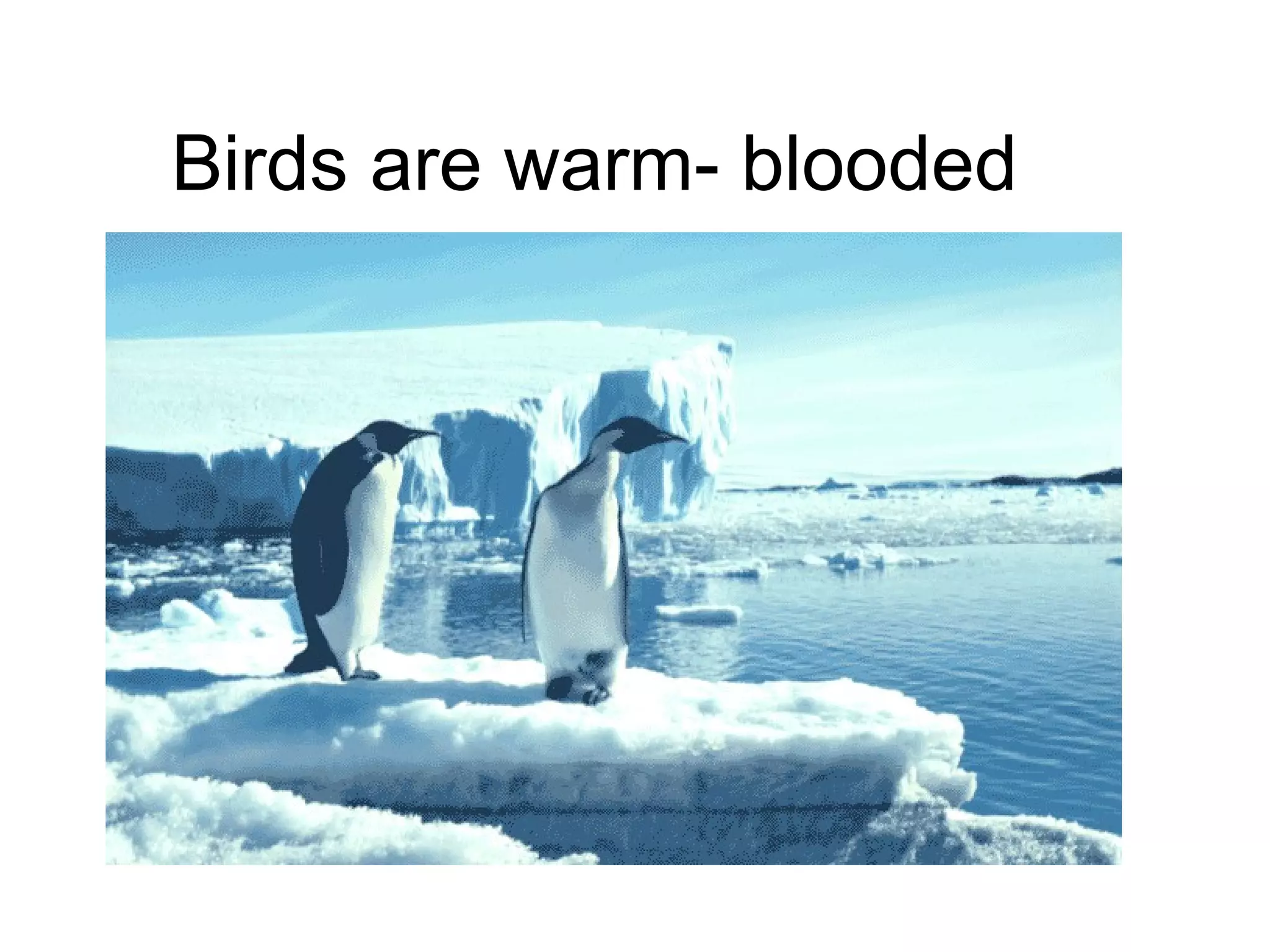 Birds are warm- blooded 