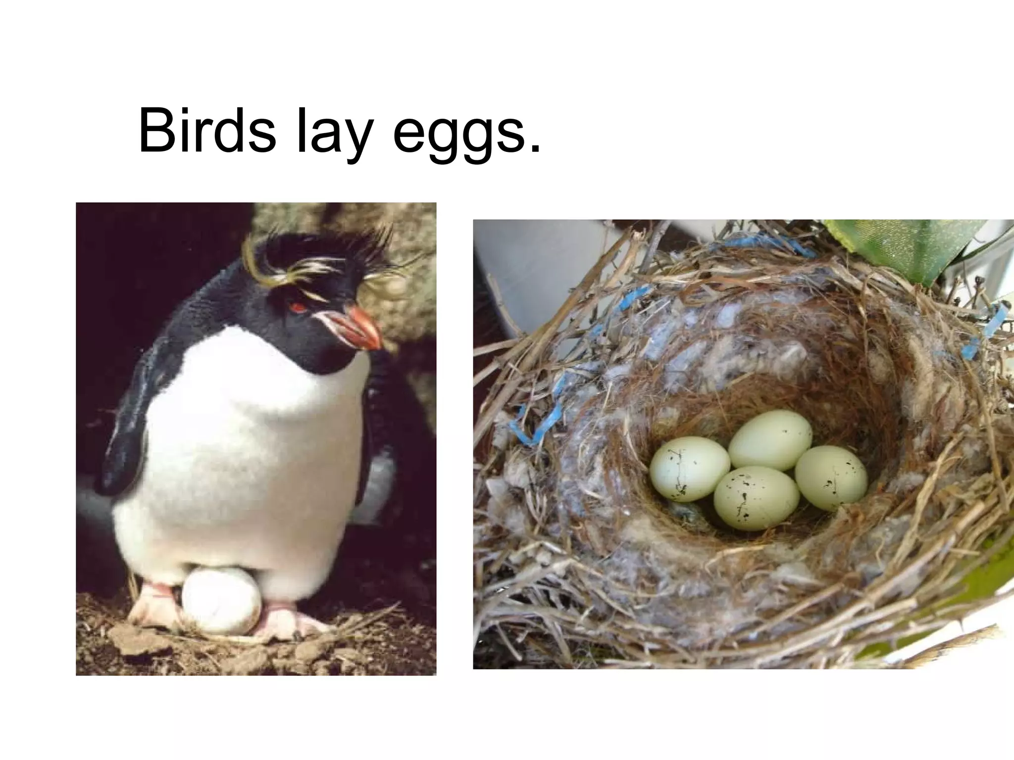Birds lay eggs. 