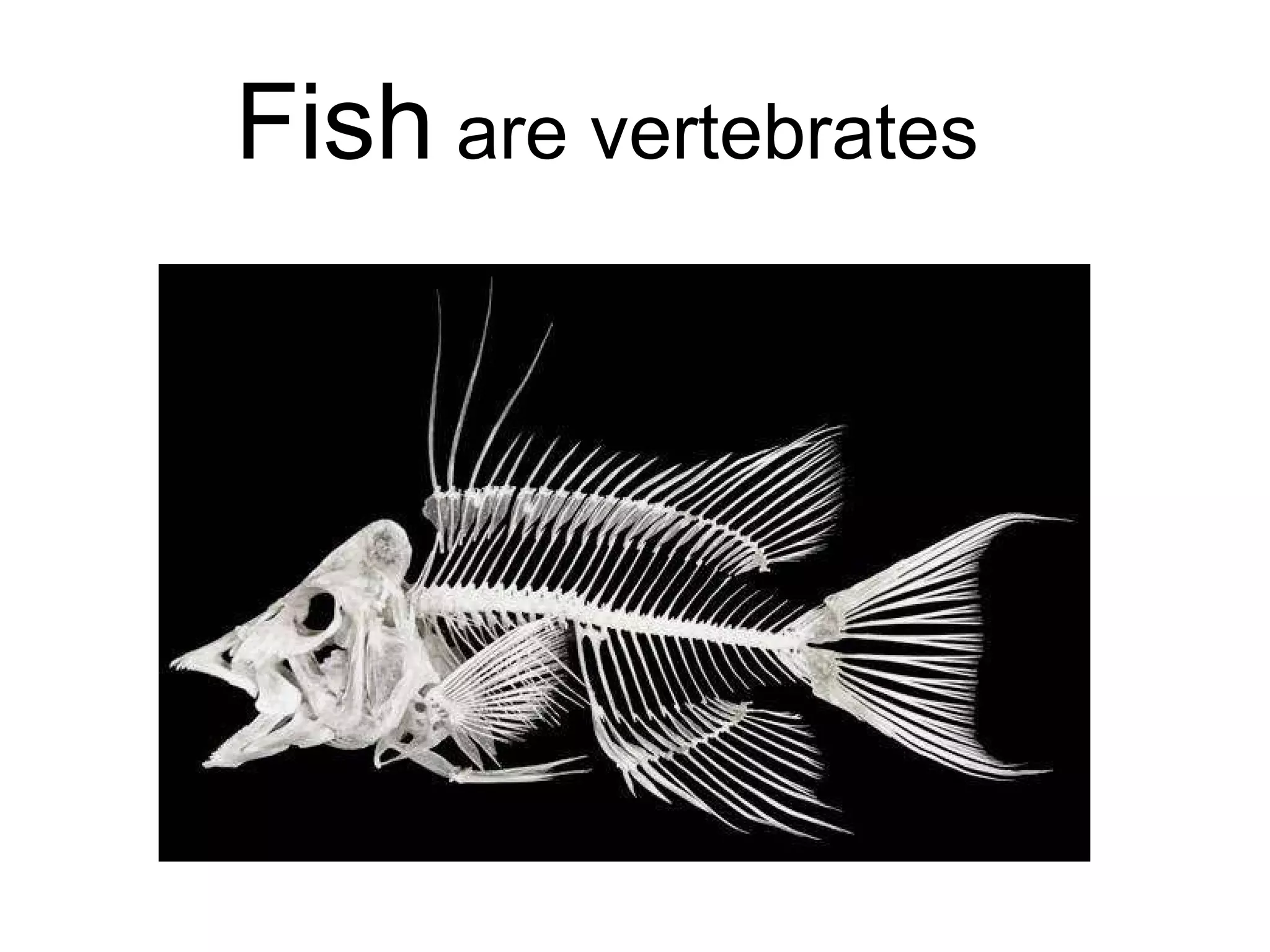 Fish  are vertebrates 