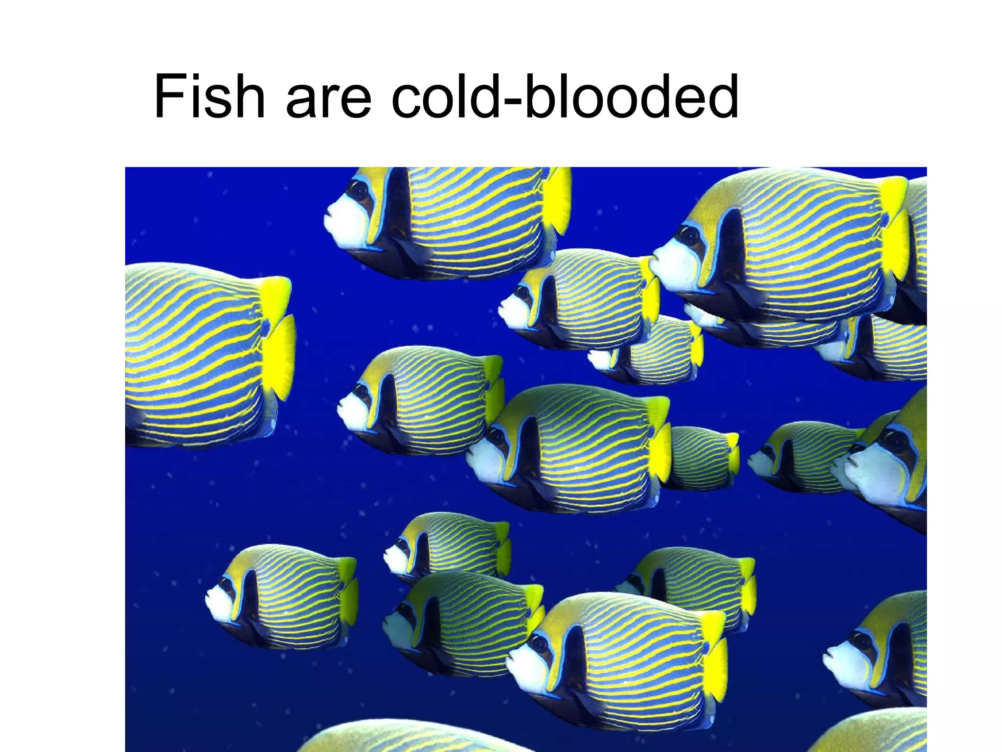 Fish are cold-blooded 