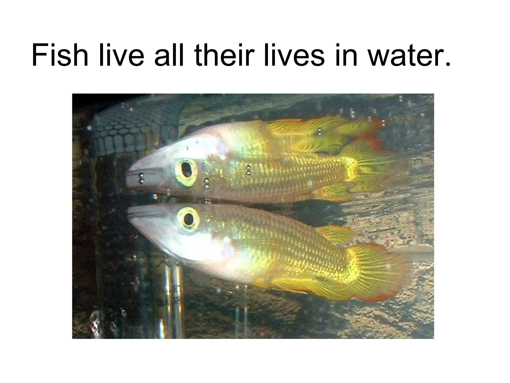 Fish live all their lives in water. 