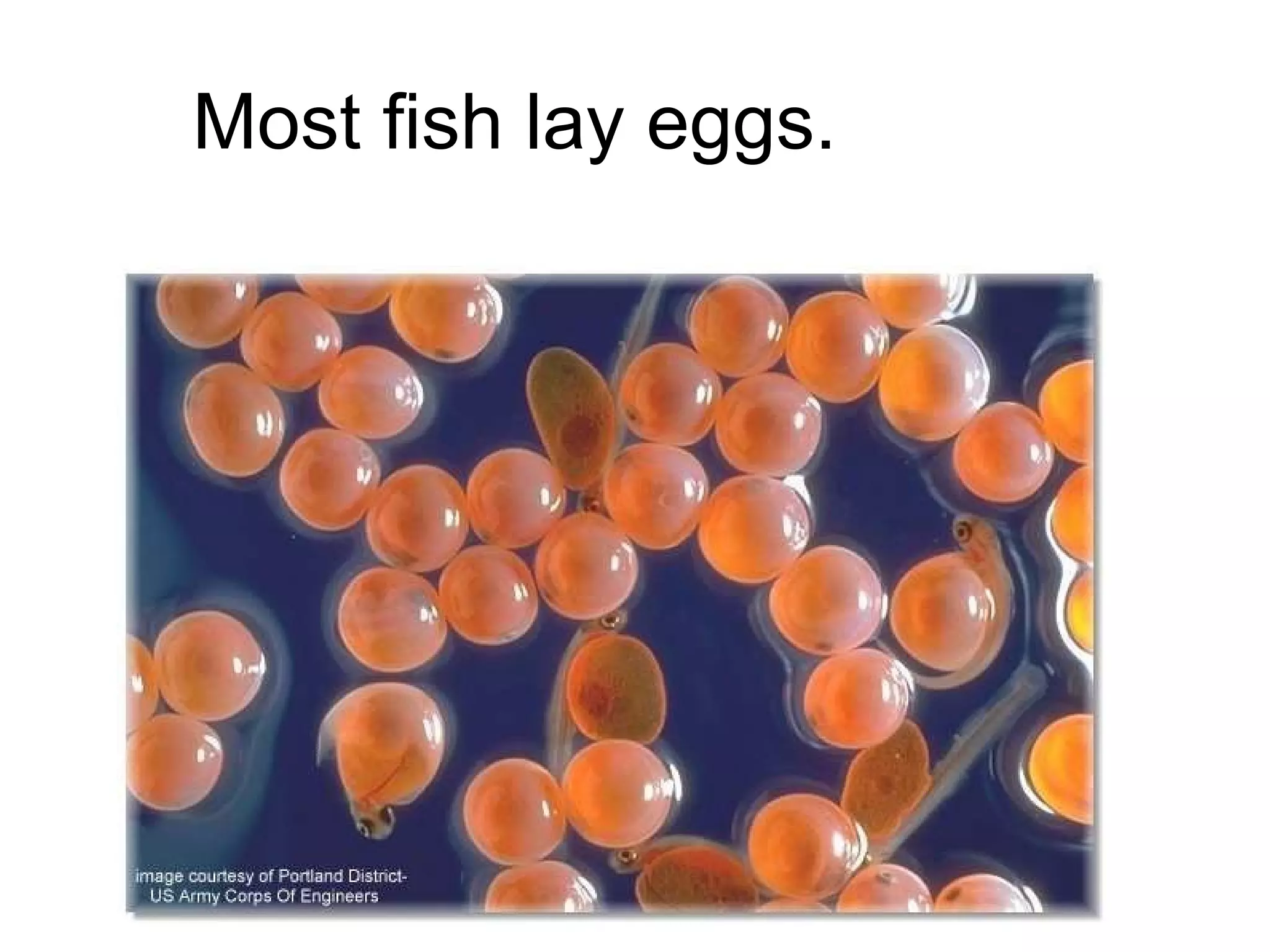 Most fish lay eggs. 