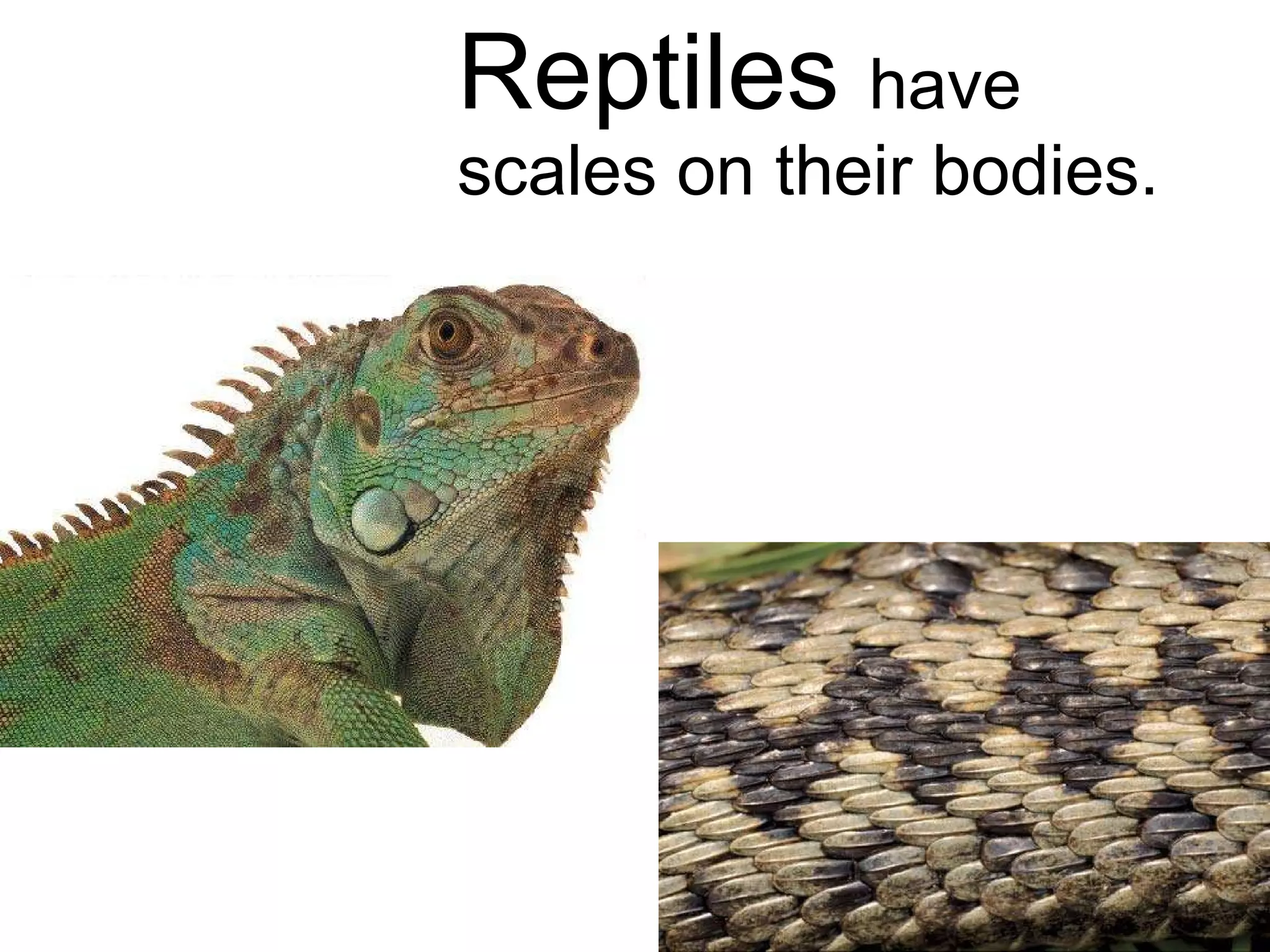 Reptiles  have  scales on their bodies. 