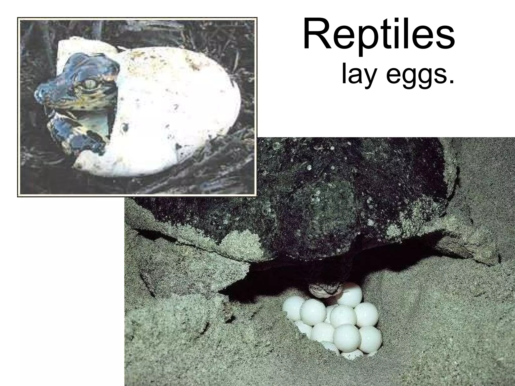 Reptiles  have     lay eggs. 