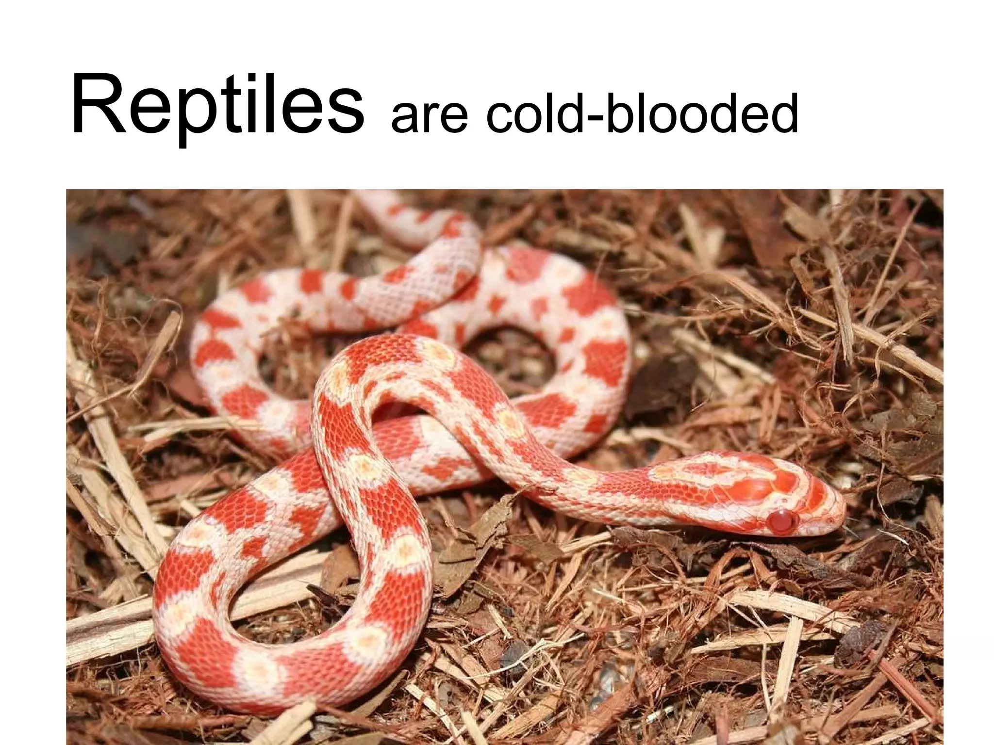 Reptiles  are cold-blooded 