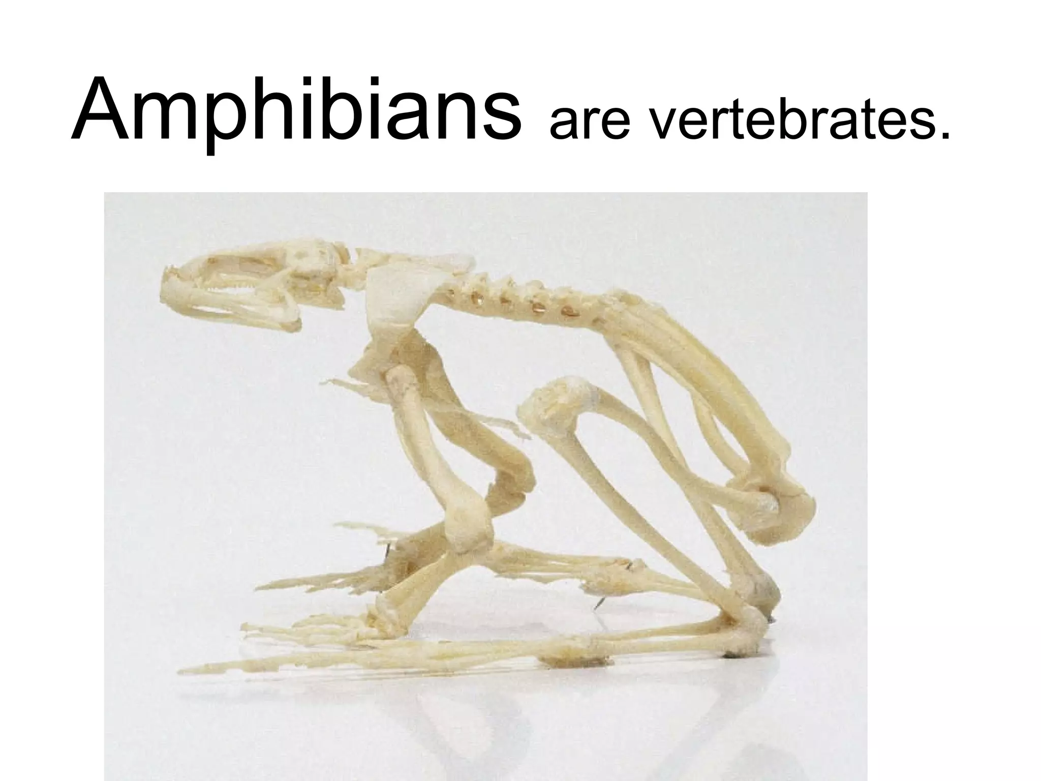 Amphibians  are vertebrates. 
