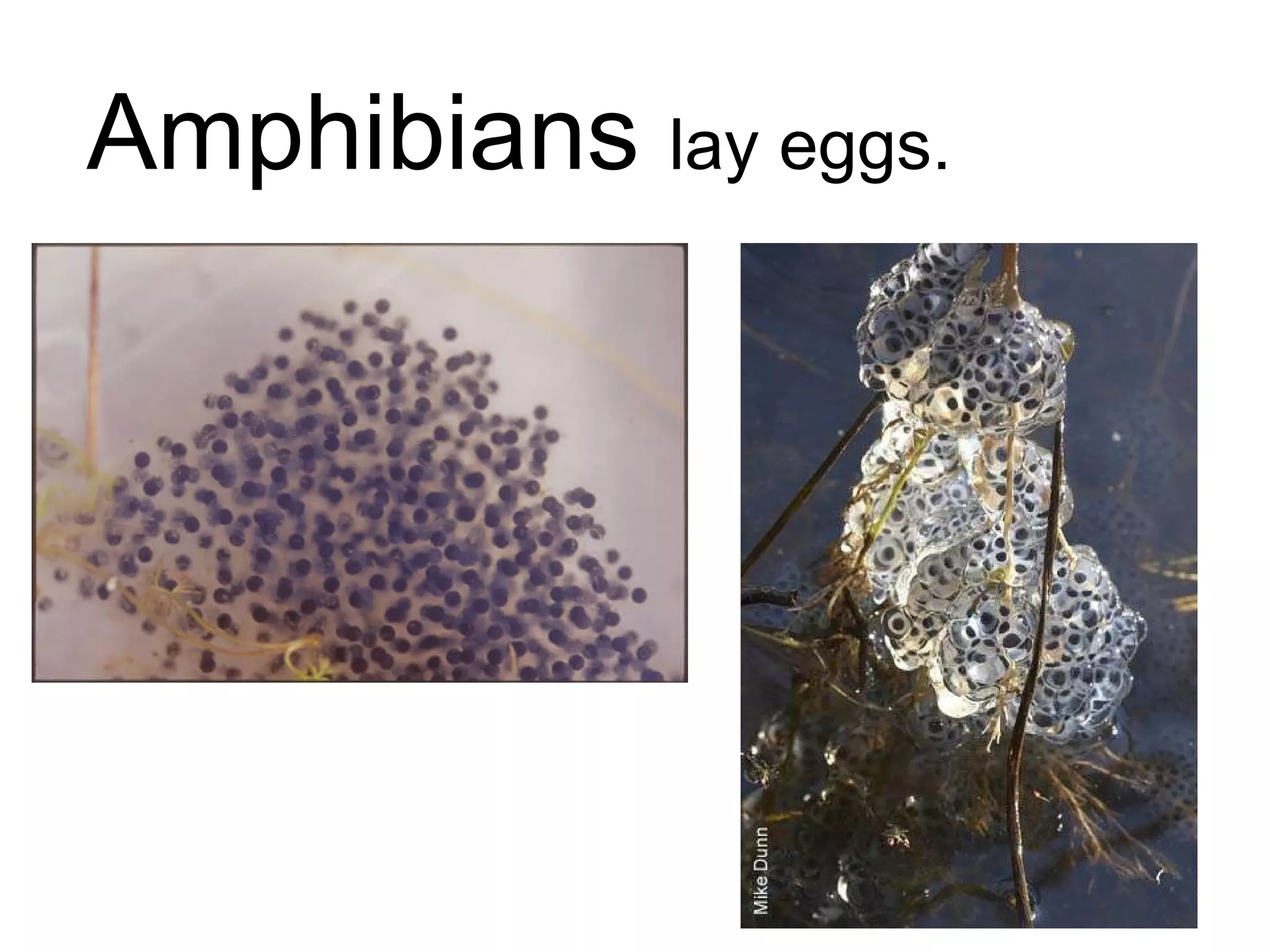 Amphibians  lay eggs. 
