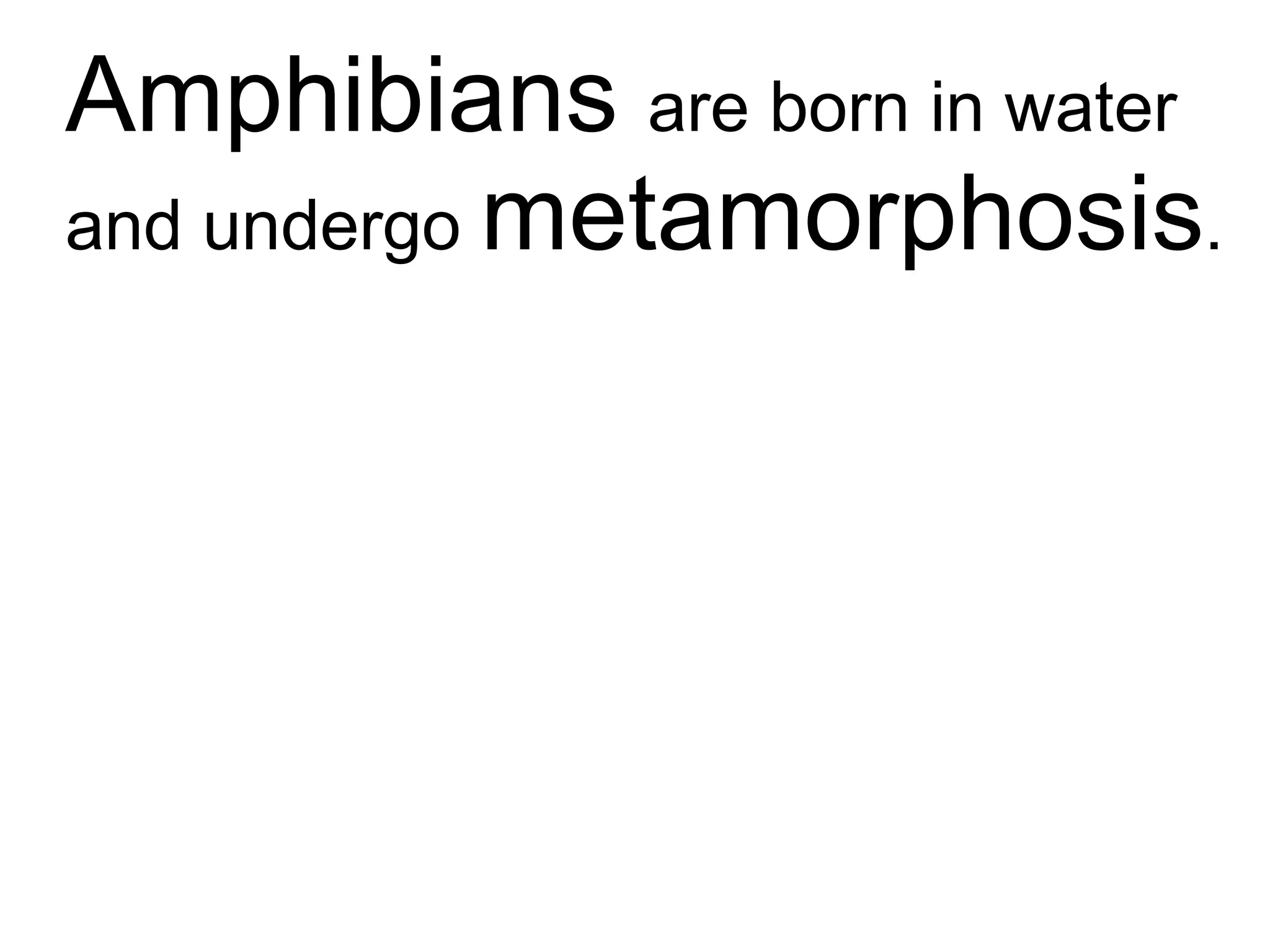 Amphibians  are born in water and undergo  metamorphosis . 