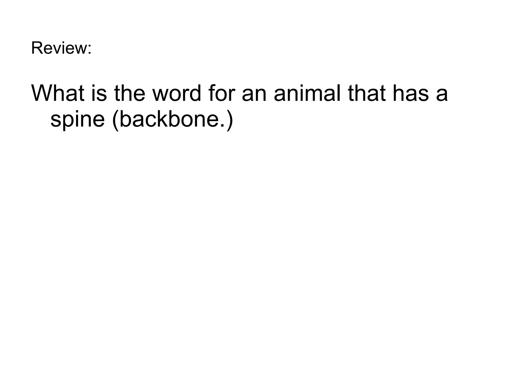 Review: What is the word for an animal that has a spine (backbone.) 