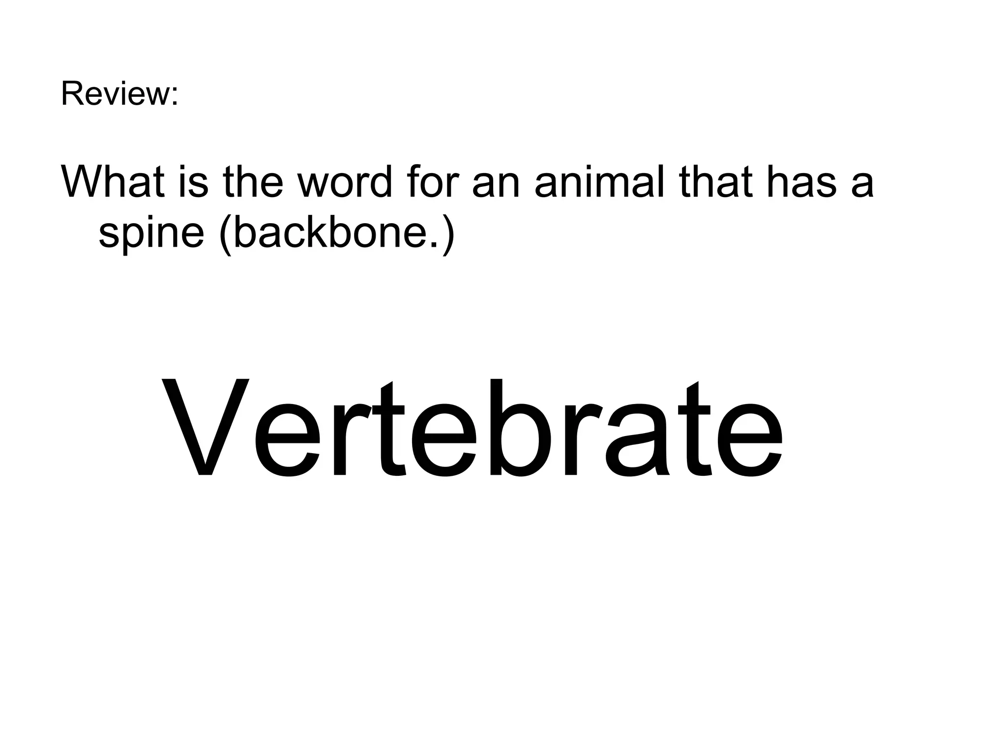 Review: What is the word for an animal that has a spine (backbone.) Vertebrate 