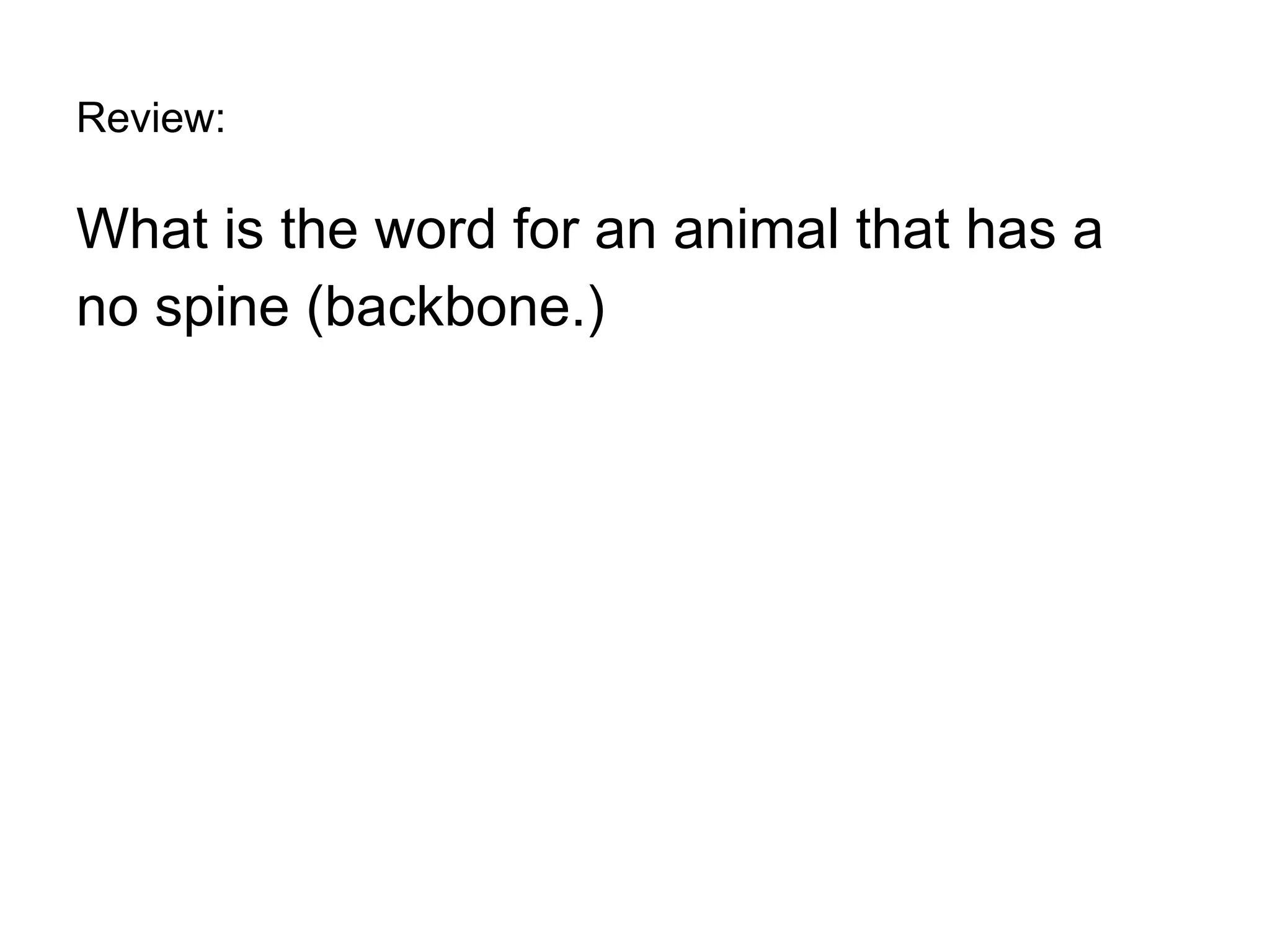 Review: What is the word for an animal that has a  no spine (backbone.) 