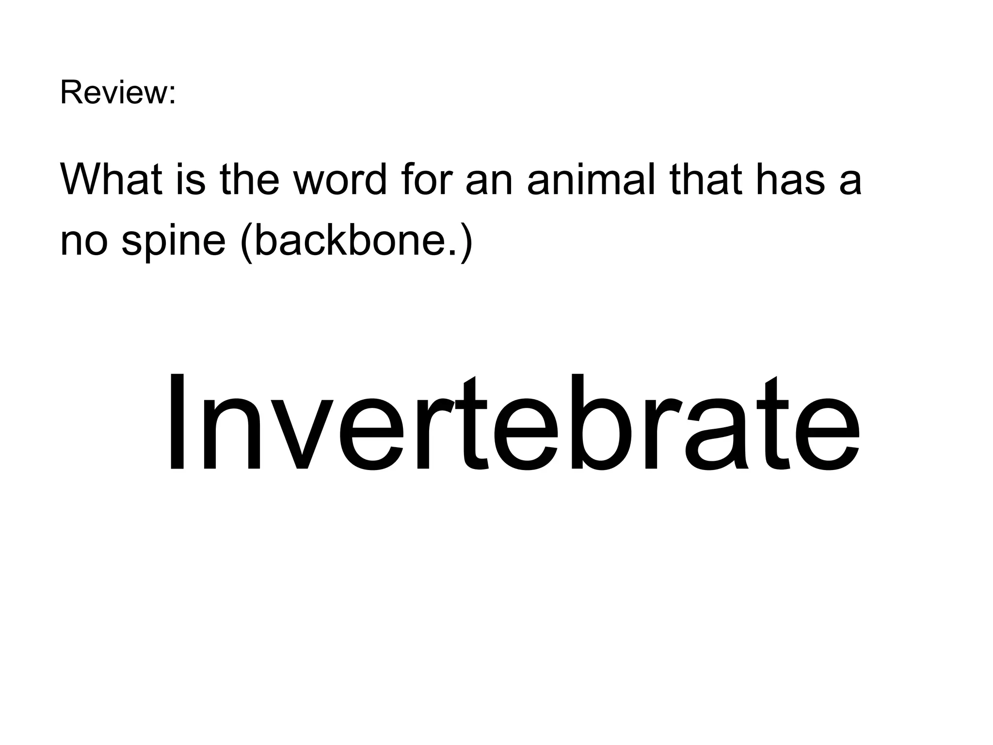 Review: What is the word for an animal that has a  no spine (backbone.) Invertebrate 