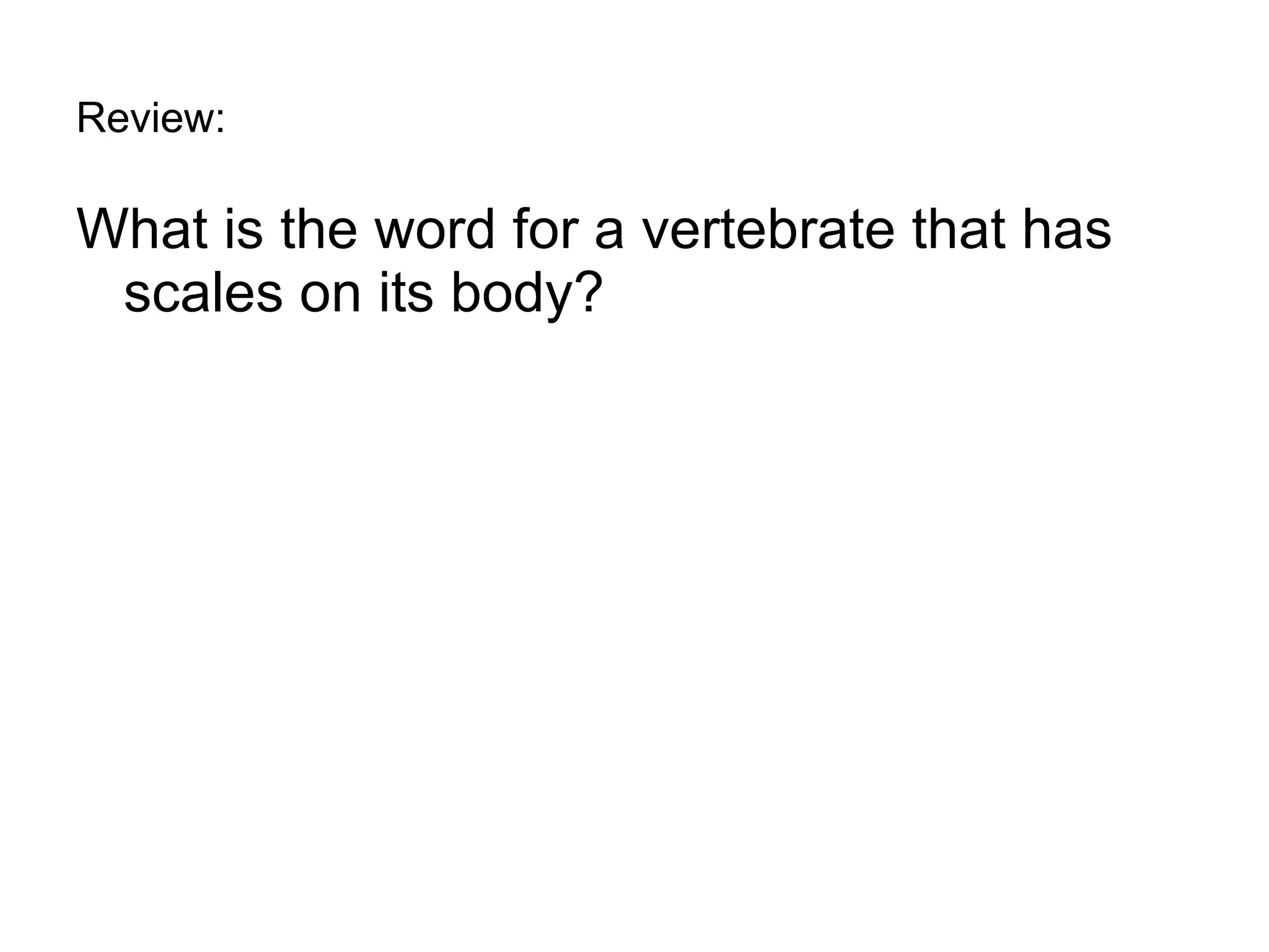 Review: What is the word for a vertebrate that has scales on its body? 