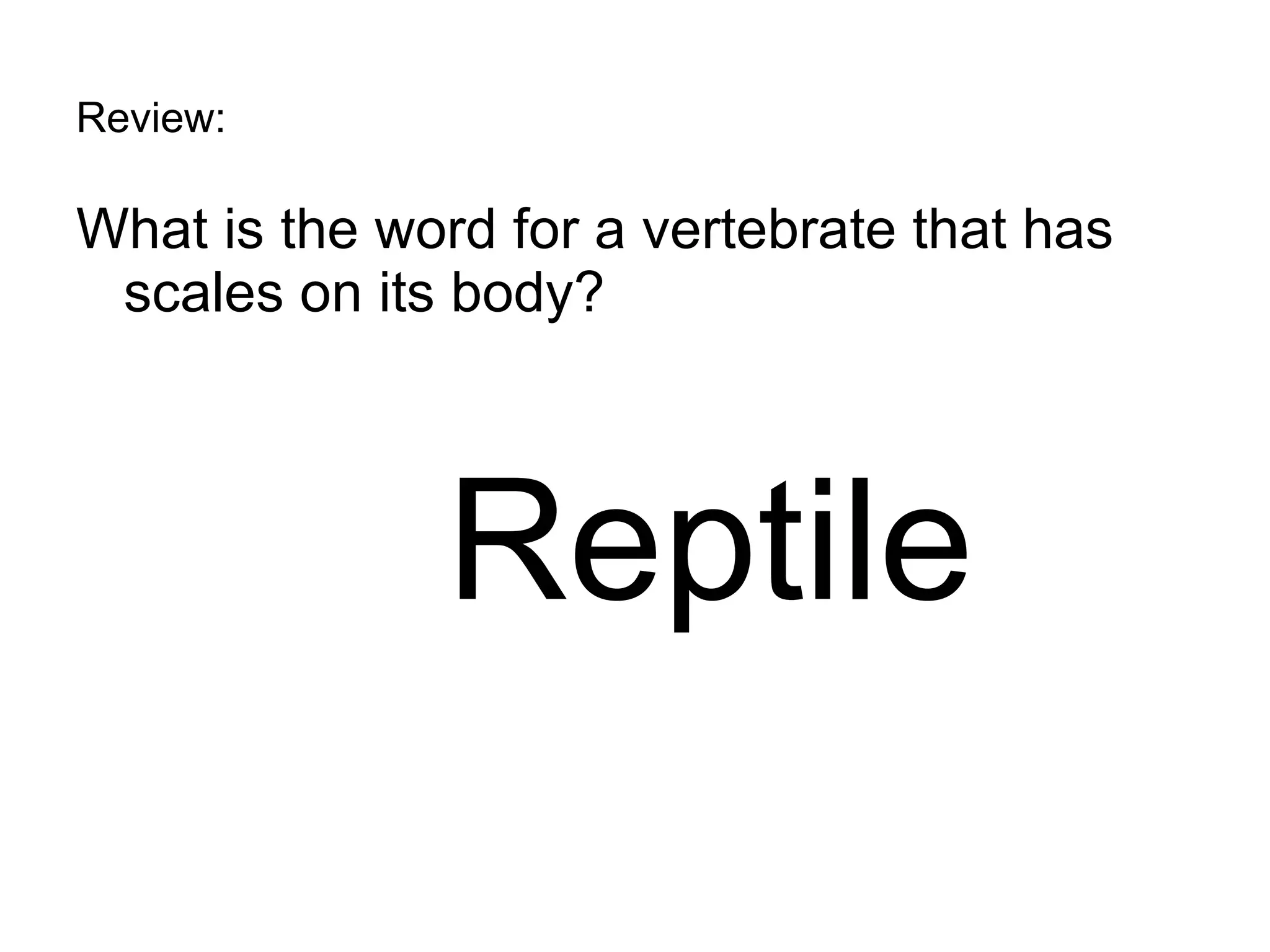 Review: What is the word for a vertebrate that has scales on its body? Reptile 
