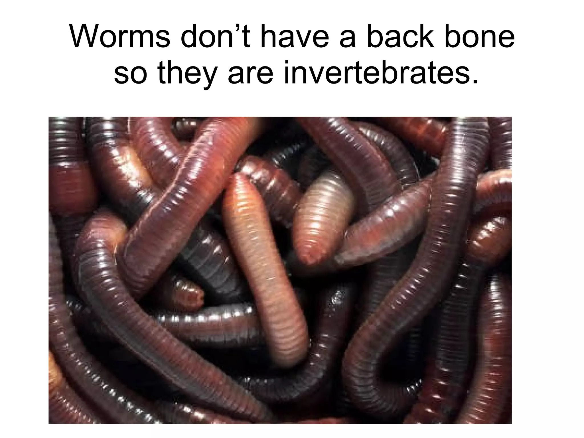 Worms don’t have a back bone  so they are invertebrates. 