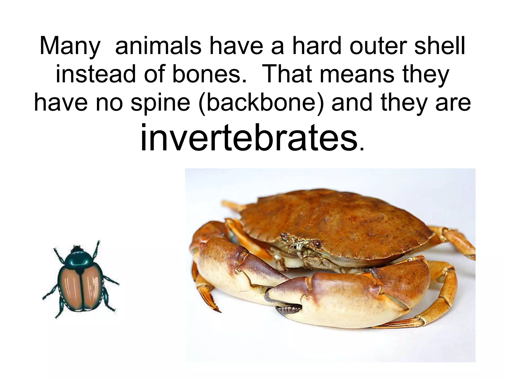 Many  animals have a hard outer shell instead of bones.  That means they have no spine (backbone) and they are  invertebrates . 