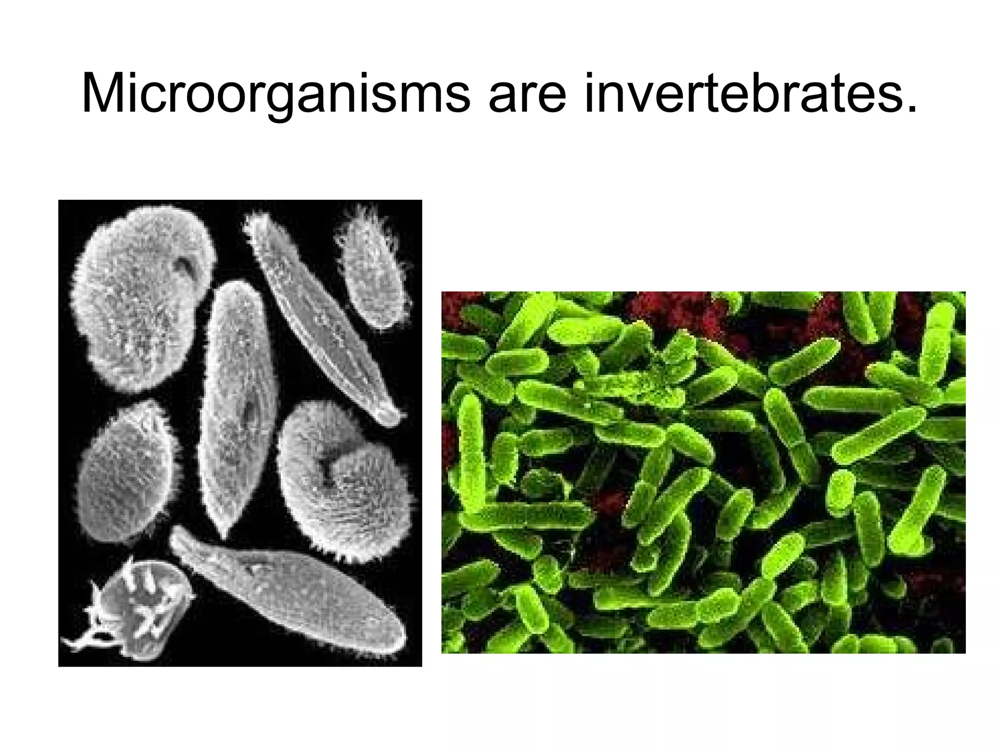 Microorganisms are invertebrates. 