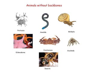 Types of animals