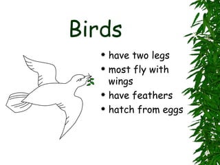 Birds have two legs most fly with wings have feathers hatch from eggs 