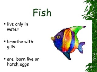 Fish live only in water breathe with gills are  born live or hatch eggs 