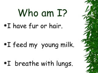 Who am I? I have fur or hair. I feed my  young milk. I  breathe with lungs. 