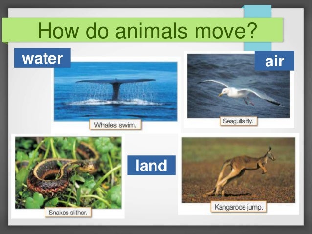 how do animals move