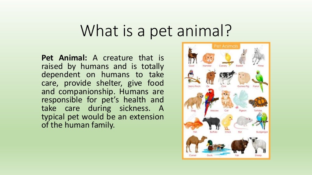 Types of animals