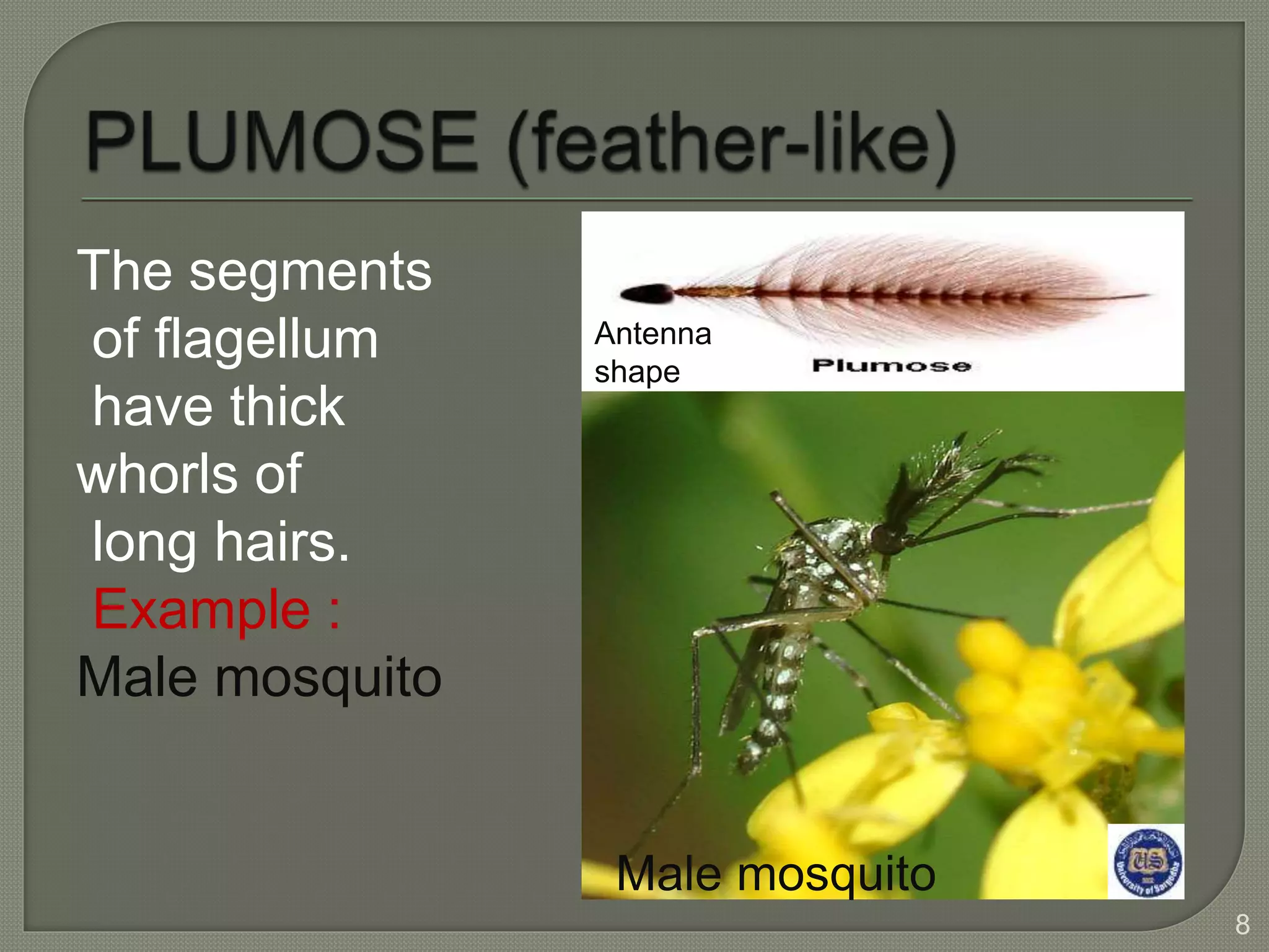 Types of antenna of insects | PPTX