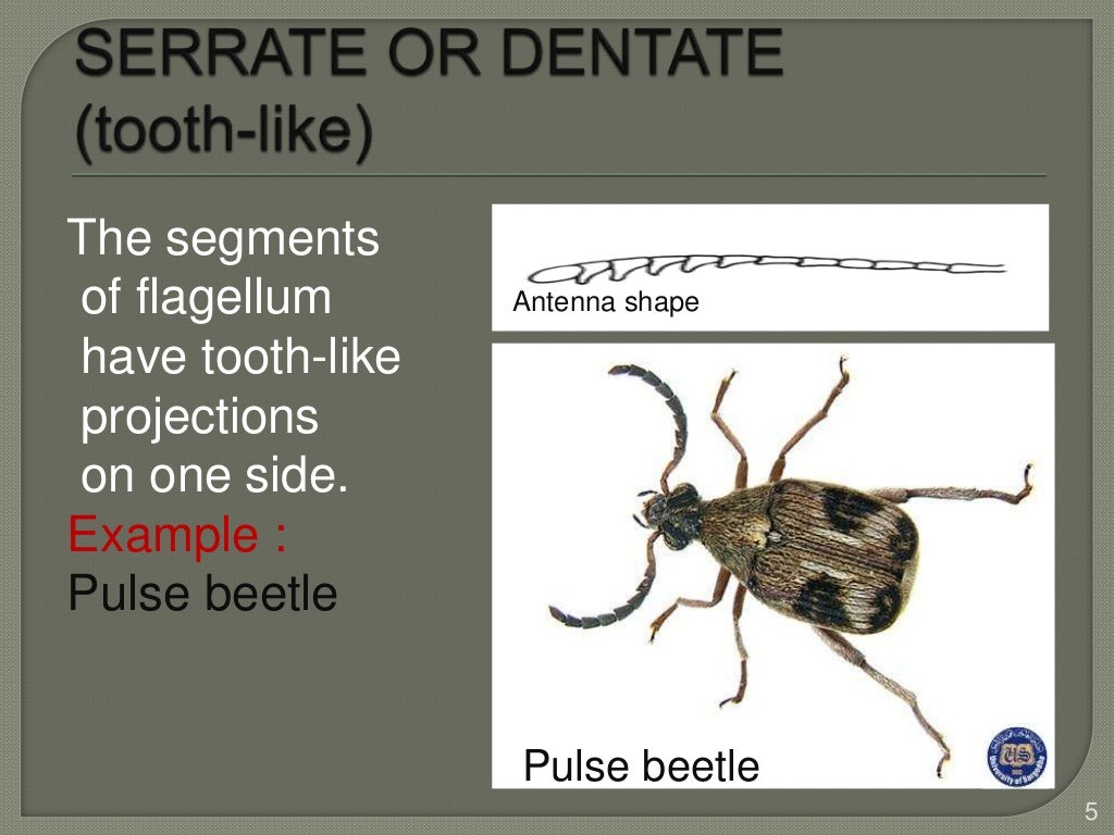 Types of antenna of insects