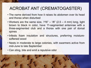 Repulsive Ant Types of ants | PPT