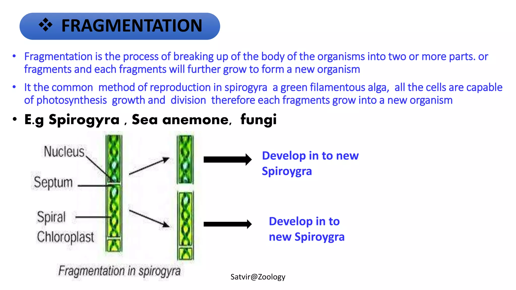 • Fragmentation is the process of breaking up of the body of the organisms into two or more parts. or
fragments and each fragments will further grow to form a new organism
• It the common method of reproduction in spirogyra a green filamentous alga, all the cells are capable
of photosynthesis growth and division therefore each fragments grow into a new organism
• E.g Spirogyra , Sea anemone, fungi
Satvir@Zoology
 FRAGMENTATION
Develop in to new
Spiroygra
Develop in to
new Spiroygra
 