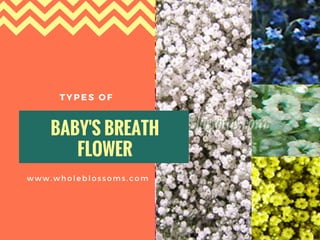 BABY'S BREATH
FLOWER
TYPES OF 
www.wholeblossoms.com
 
