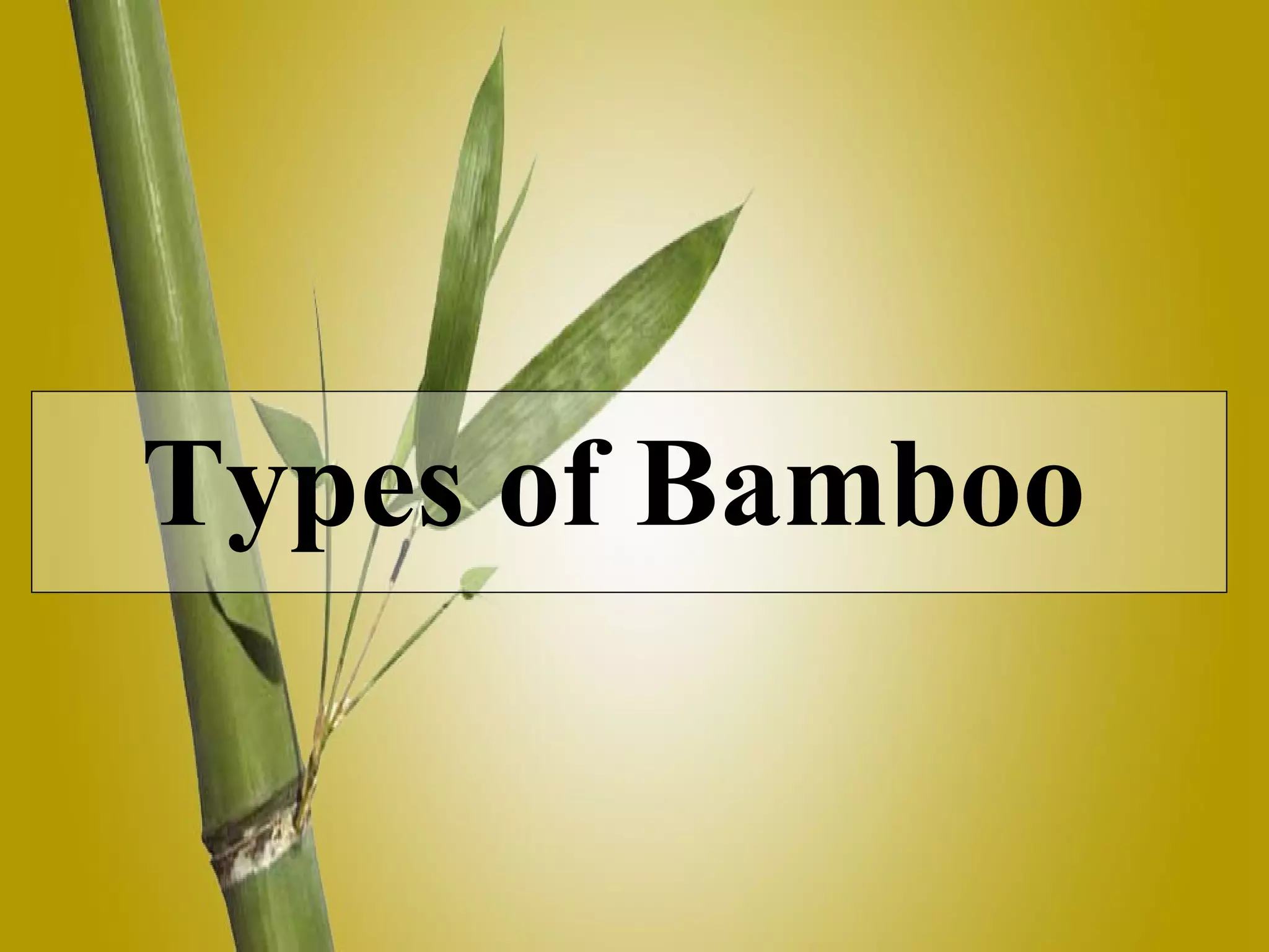 Types of Bamboo