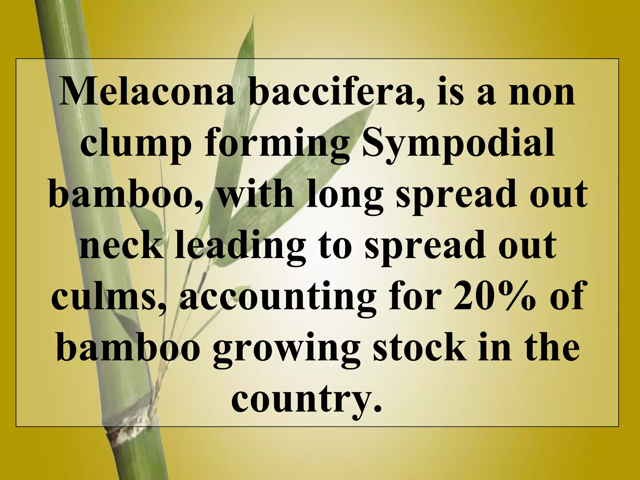 Melacona baccifera, is a non clump forming Sympodial bamboo, with long spread out neck leading to spread out culms, accounting for 20% of bamboo growing stock in the country.