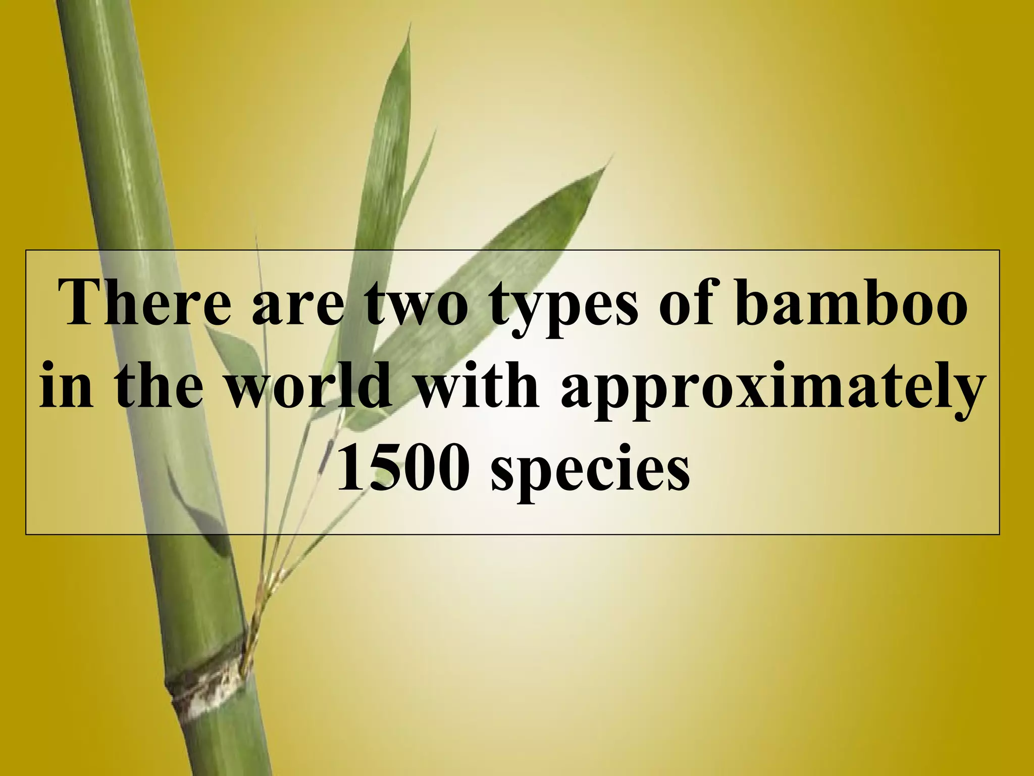 There are two types of bamboo in the world with approximately 1500 species