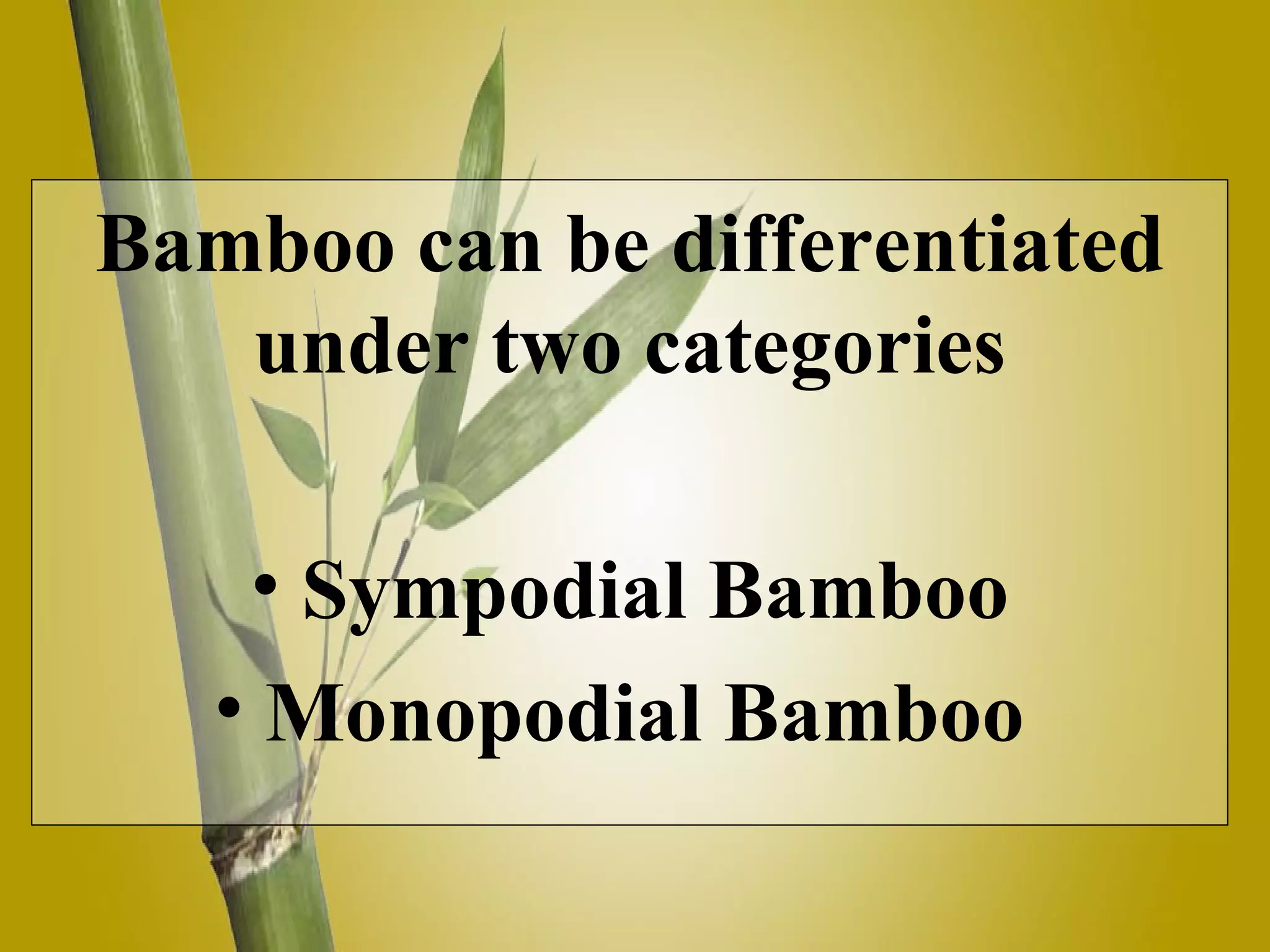 Bamboo can be differentiated under two categories Sympodial Bamboo Monopodial Bamboo