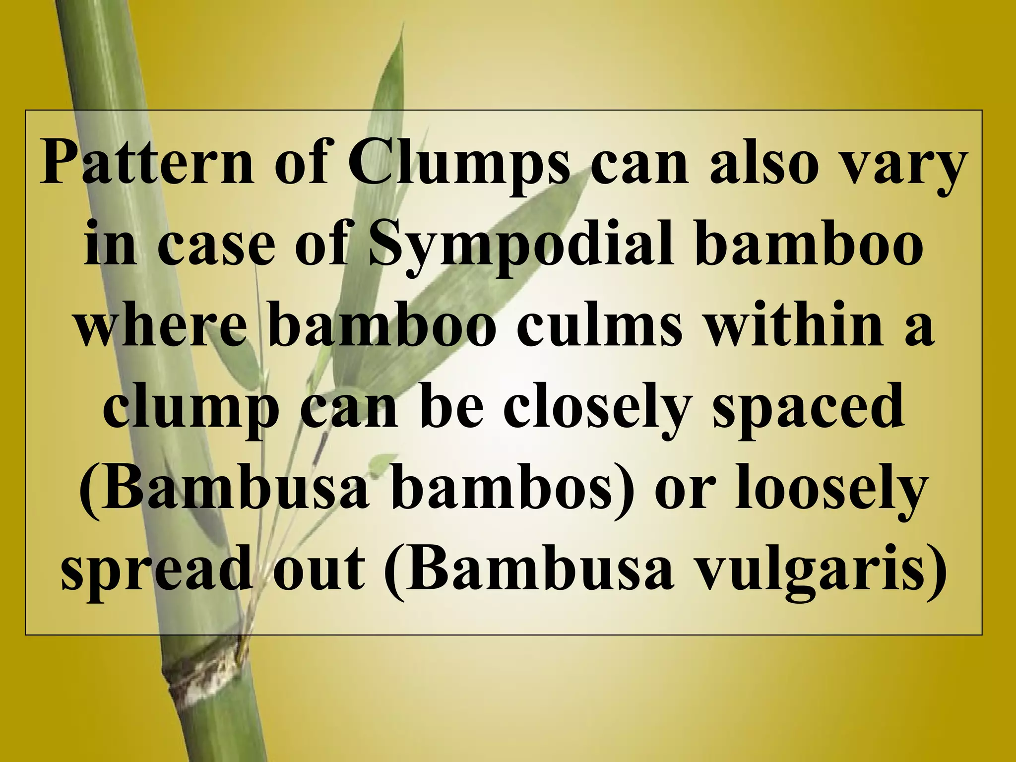 Pattern of Clumps can also vary in case of Sympodial bamboo where bamboo culms within a clump can be closely spaced (Bambusa bambos) or loosely spread out (Bambusa vulgaris)