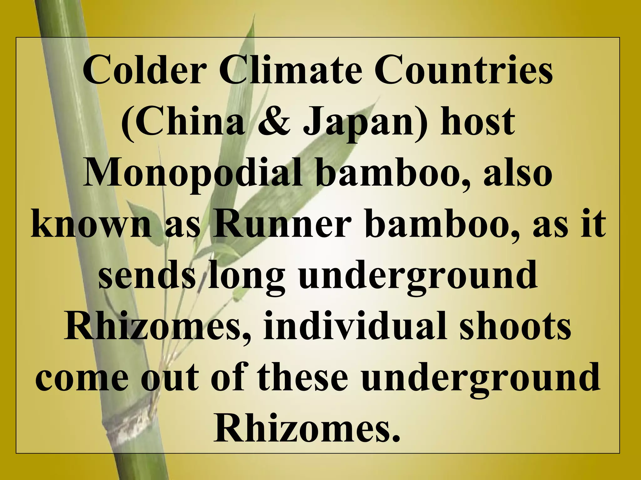 Colder Climate Countries (China & Japan) host Monopodial bamboo, also known as Runner bamboo, as it sends long underground Rhizomes, individual shoots come out of these underground Rhizomes.