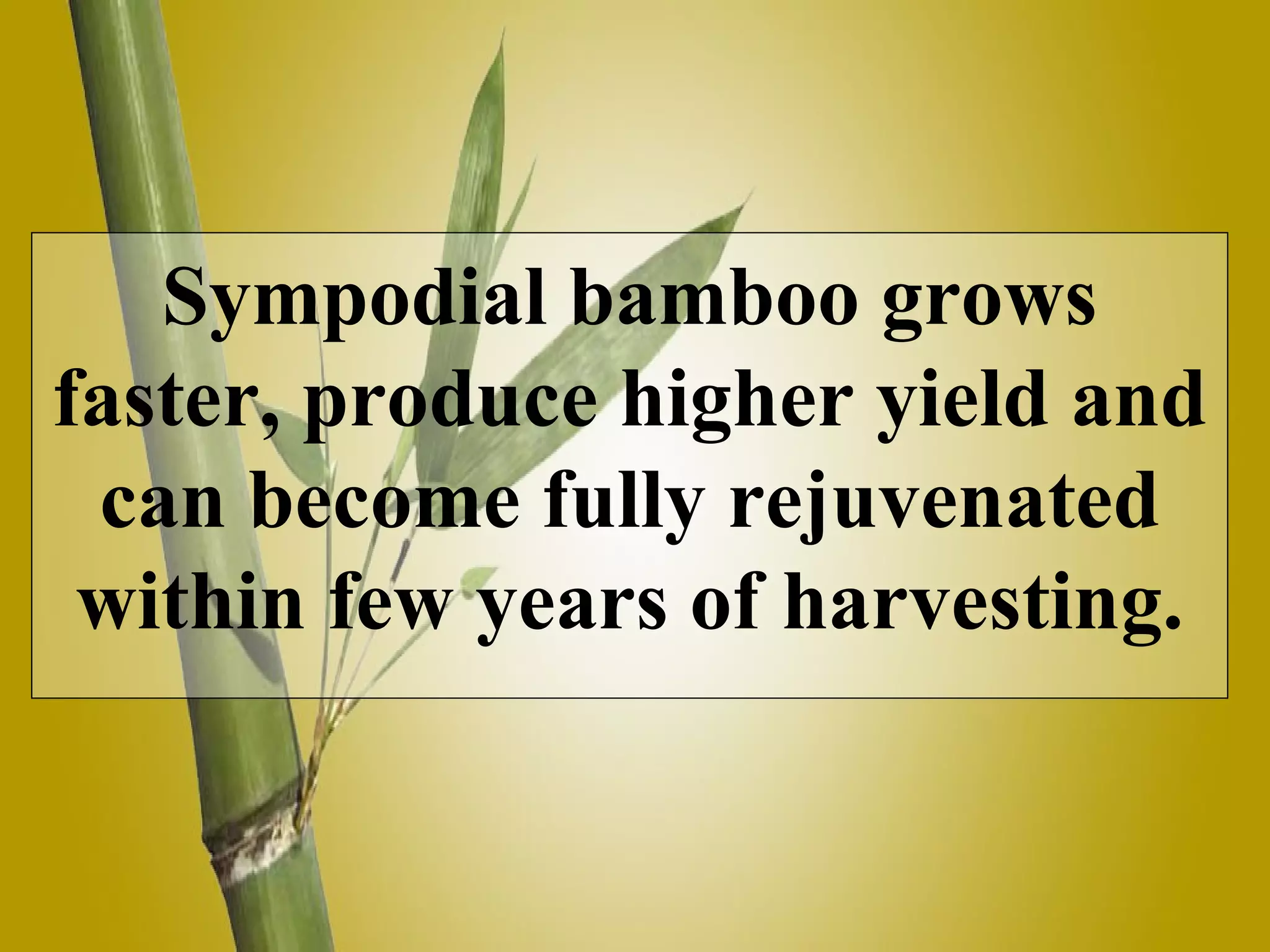 Sympodial bamboo grows faster, produce higher yield and can become fully rejuvenated within few years of harvesting.