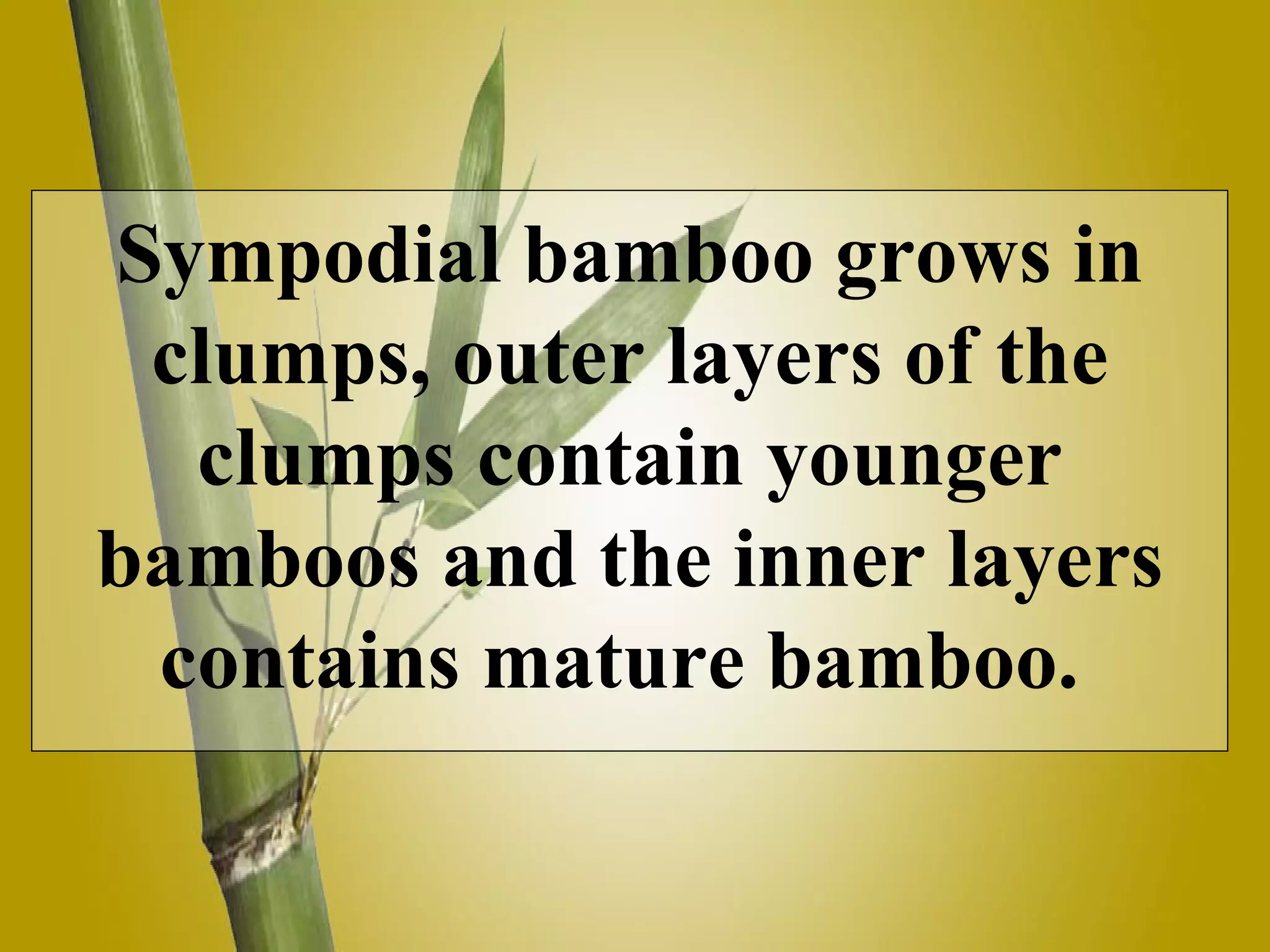 Sympodial bamboo grows in clumps, outer layers of the clumps contain younger bamboos and the inner layers contains mature bamboo.