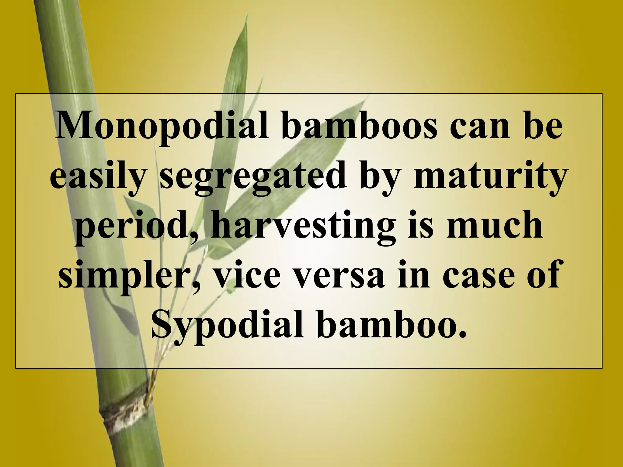 Monopodial bamboos can be easily segregated by maturity period, harvesting is much simpler, vice versa in case of Sypodial bamboo.