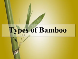 Types of Bamboo  