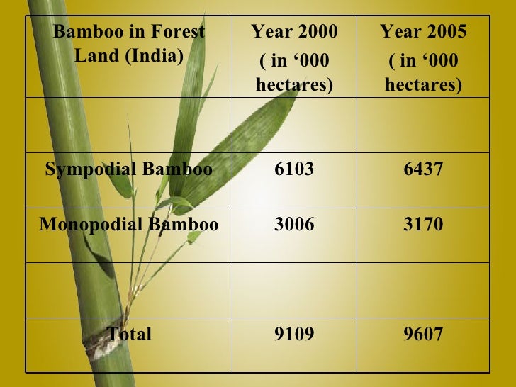 Types Of Bamboo