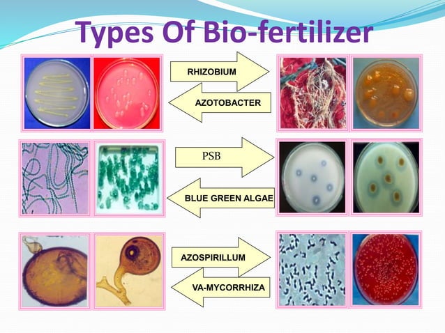 Types Of Biofertilizers Ppt Types Of Biofertilizers Ppt