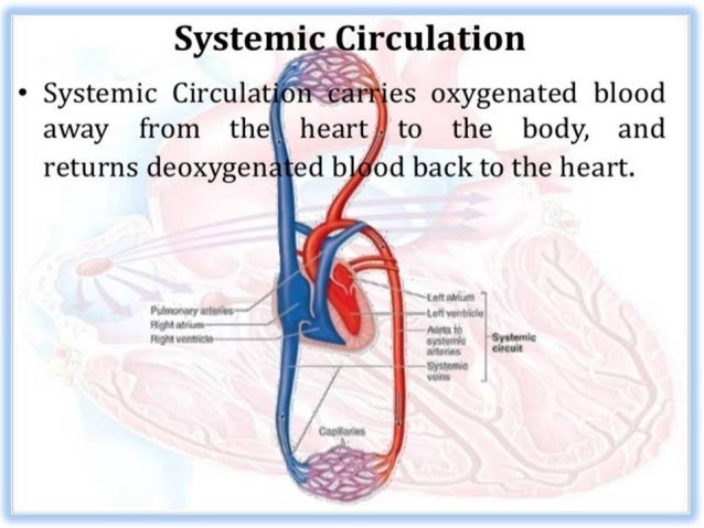 Types of blood circulation by Dr. S. N. Singh