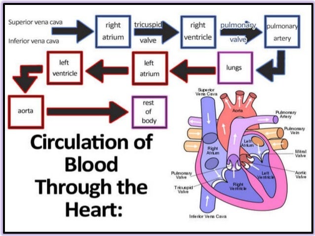 Types of blood circulation by Dr. S. N. Singh