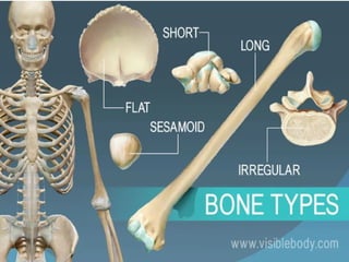 Comprehensive Classification and Functions of Human Bones Explained | PPTX