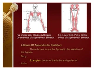 Definition,Types and classification of bones.ppt