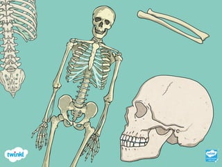 Types of Bones in the Human Body and to some living things.pptx