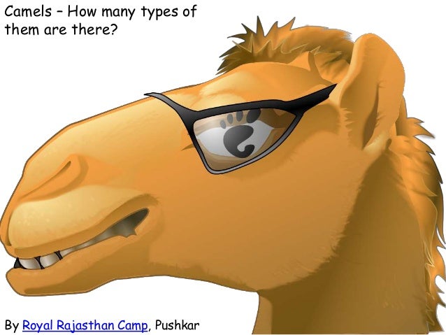 Types of camels